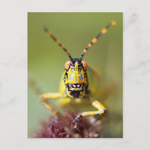 A close_up of an Elegant Grasshopper Postcard