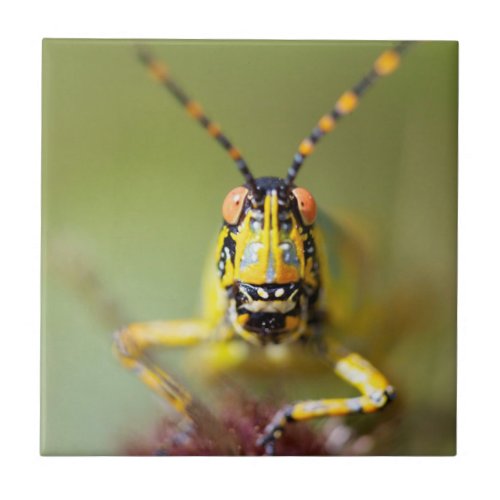 A close_up of an Elegant Grasshopper Tile
