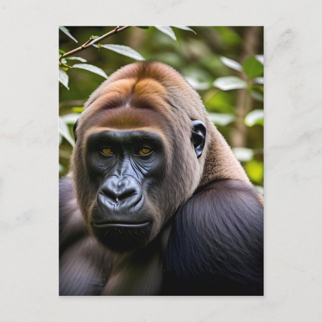 A Close-up Portrait of a Gorilla  Postcard (Front)