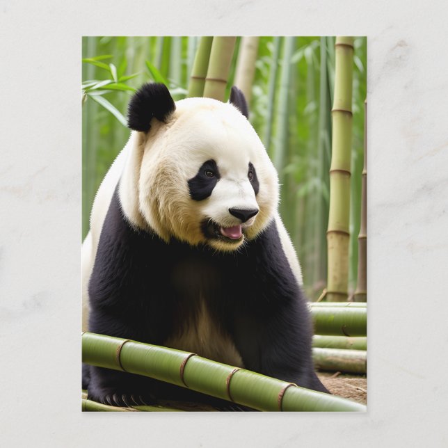 A Close-Up Portrait of a Panda Postcard (Front)