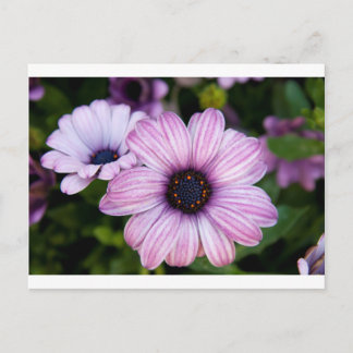 A close view of a kind of daisy, Bodrum daisy Postcard