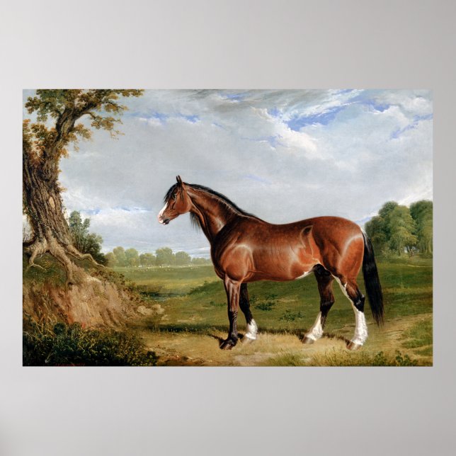 A Clydesdale Stallion Poster (Front)