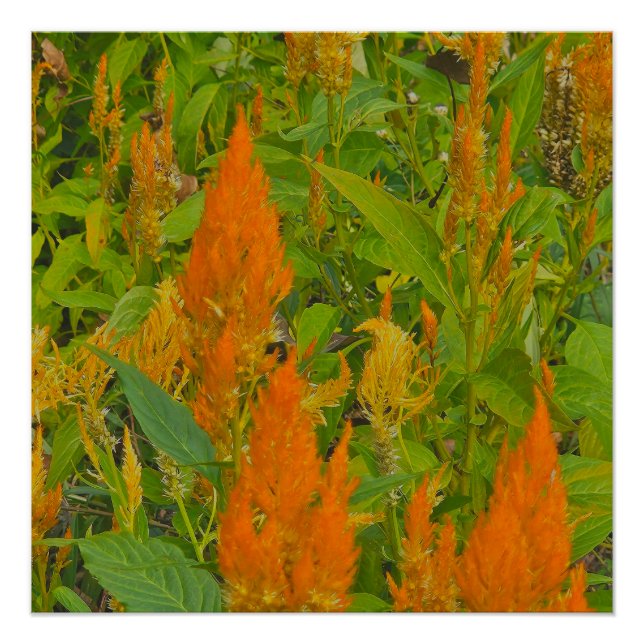 A cock's comb with burning love poster (Front)