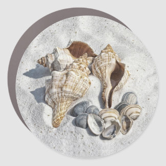 A Collection of Seashells on Sand Car Magnet