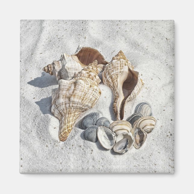 A Collection of Seashells on Sand Magnet (Front)