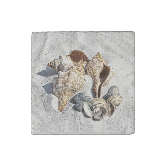 A Collection of Seashells on Sand Stone Magnet (Front)