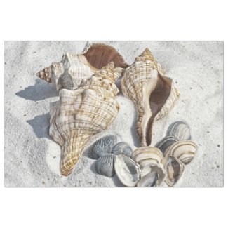 A Collection of Seashells on Sand