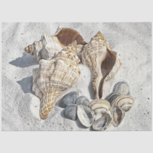 A Collection of Seashells on Sand Tissue Paper