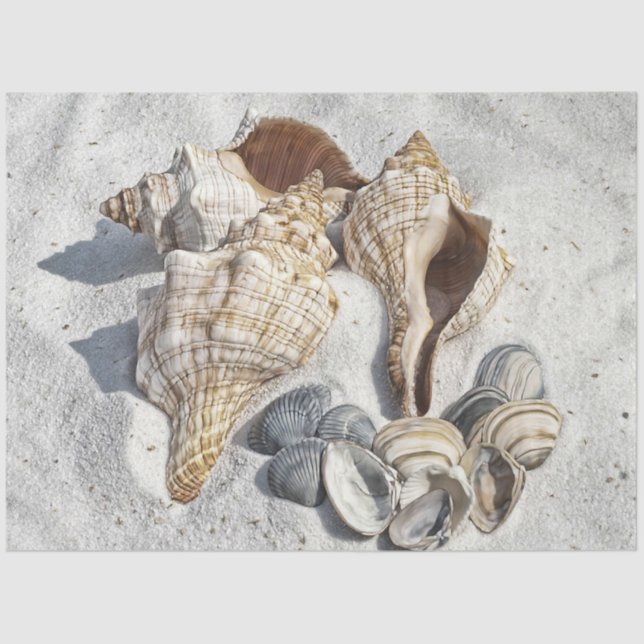 A Collection of Seashells on Sand Tissue Paper (Front)