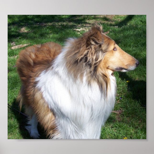 A  COLLIE POSTER (Front)