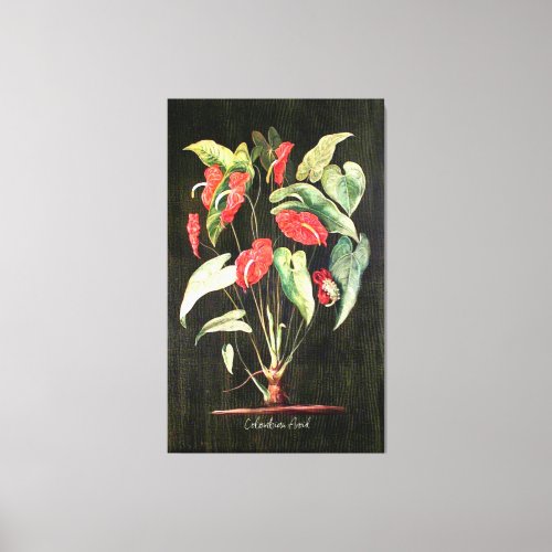 A Colombian Aroid fine art botanical painting Canvas Print