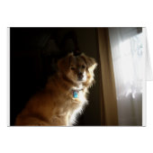 A comfort retriever (Front Horizontal)