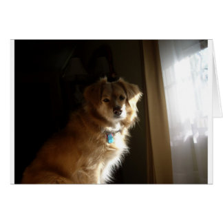 A comfort retriever cards