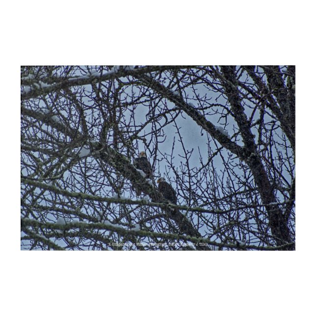 A Companion for Winter Acrylic Print (Front)