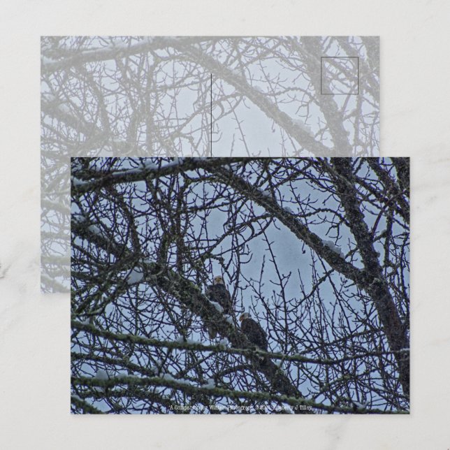 A Companion for Winter Postcard (Front/Back)