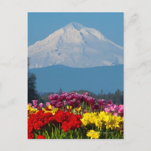 a compressed view of Mt Hood Oregon and tulip Postcard