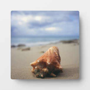 A Conch Shell On The Beach   St. Croix, Usvi Plaque
