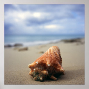 A Conch Shell On The Beach   St. Croix, Usvi Poster