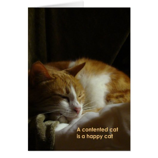 A contented cat... cards (Front)