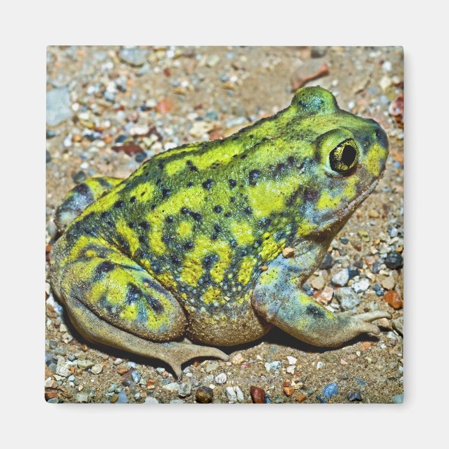 A Couch's Spadefoot toad Magnet (Front)