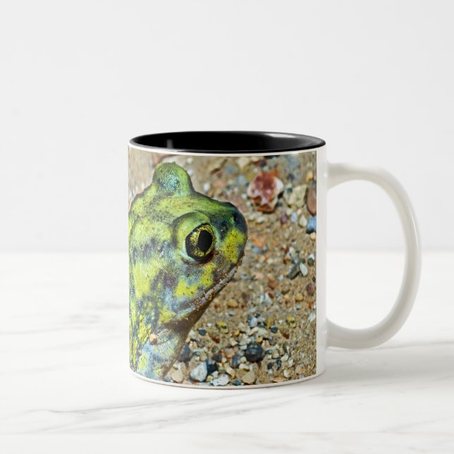 A Couch's Spadefoot toad Two-Tone Coffee Mug (Right)