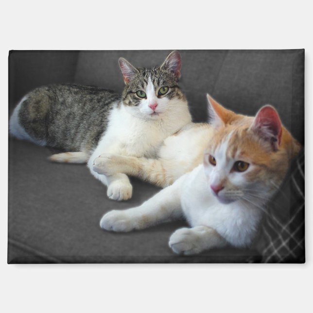 A Couple of Kitties Magnet (Front)