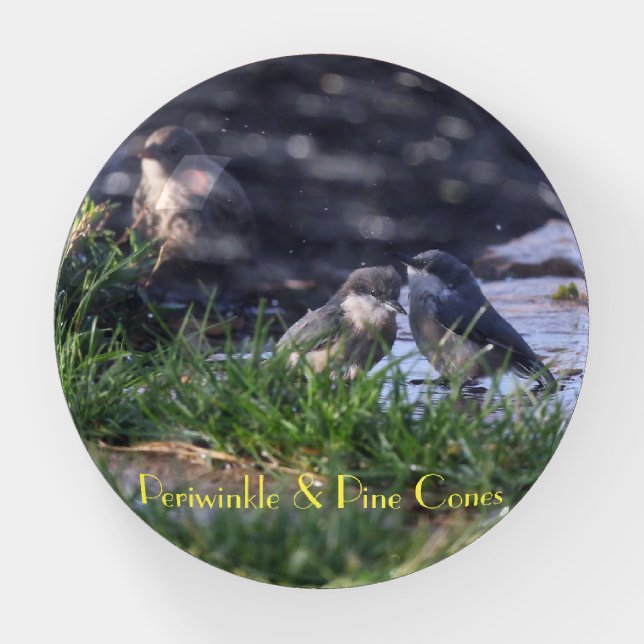 A couple of nuthatches taking a sprinkler shower paperweight (Front)
