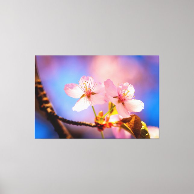 A Couple Of Sakura Flowers Canvas Print (Front)