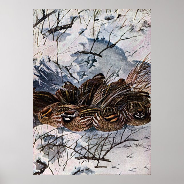 A Covey of Bobwhites Poster (Front)