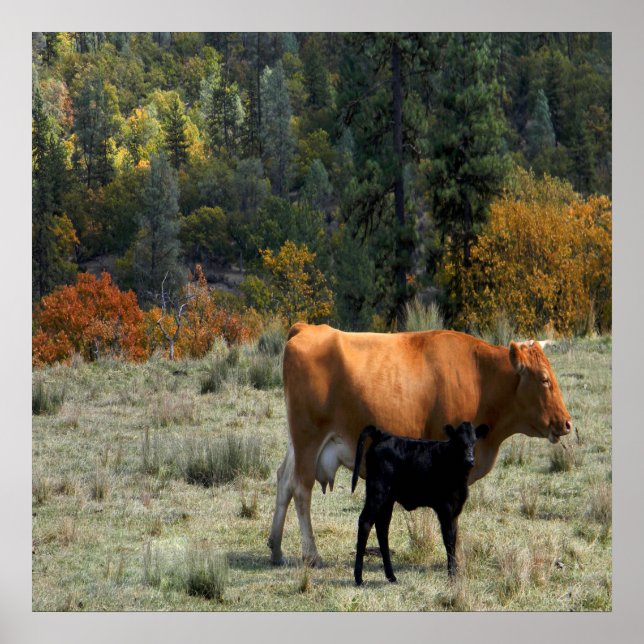 A cow and her calf..... poster (Front)