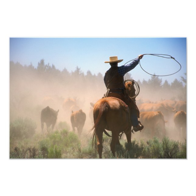 A cowboy out working the herd on a cattle photo print (Front)