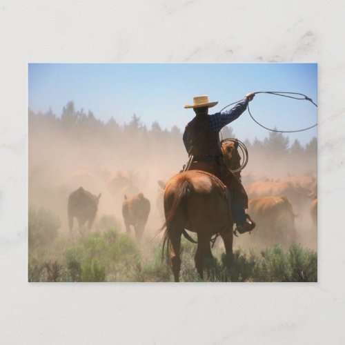 A cowboy out working the herd on a cattle postcard
