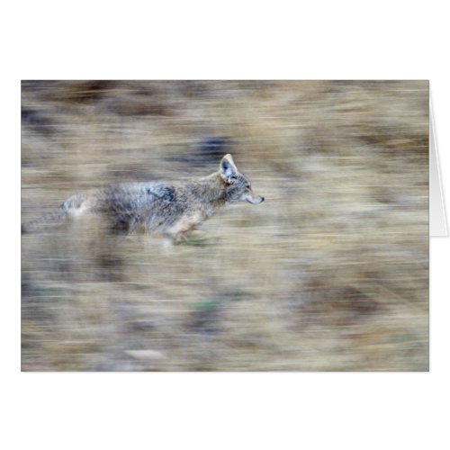 A coyote runs through the hillside blending into