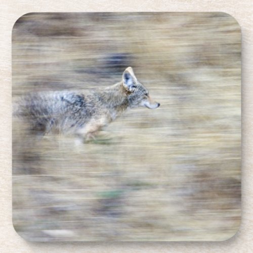 A coyote runs through the hillside blending into beverage coaster