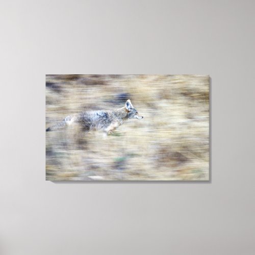A coyote runs through the hillside blending into canvas print