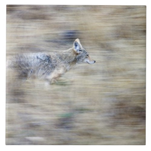 A coyote runs through the hillside blending into ceramic tile