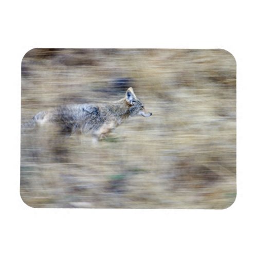 A coyote runs through the hillside blending into magnet