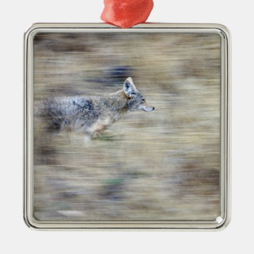A coyote runs through the hillside blending into metal ornament