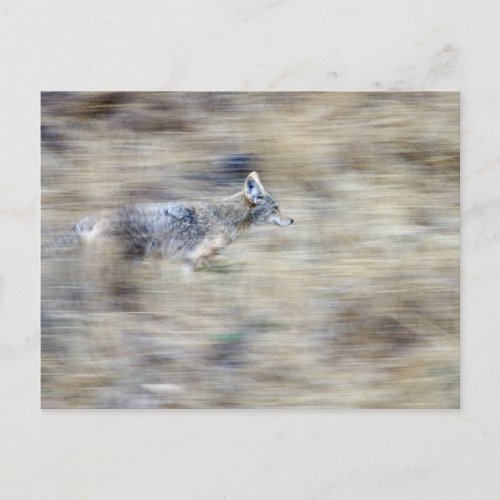 A coyote runs through the hillside blending into postcard