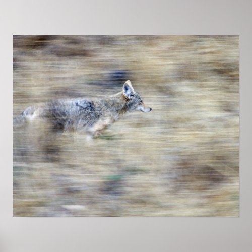 A coyote runs through the hillside blending into poster