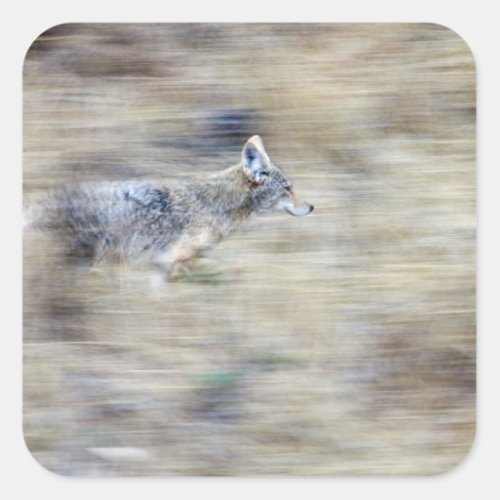 A coyote runs through the hillside blending into square sticker
