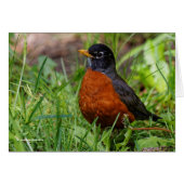 A Curious American Robin (Front Horizontal)