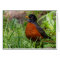 A Curious American Robin