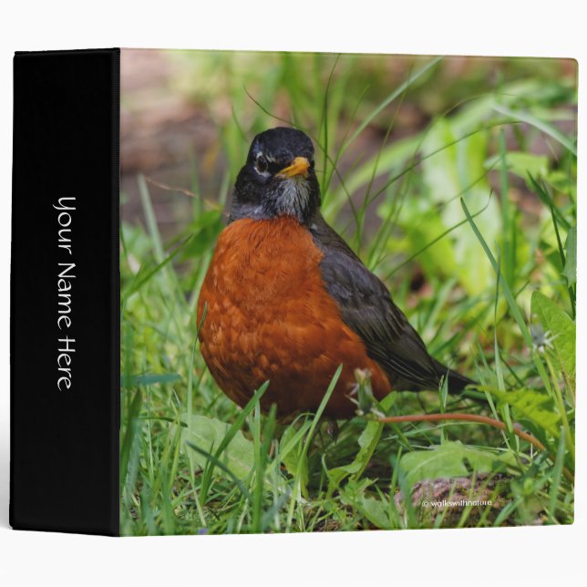 A Curious American Robin 3 Ring Binder (Front/Spine)