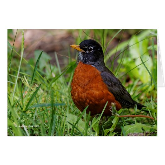 A Curious American Robin Cards (Front Horizontal)