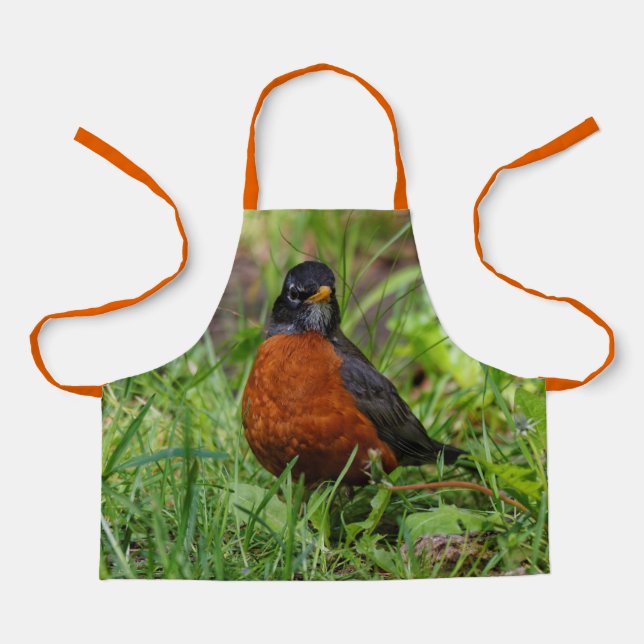 A Curious American Robin in the Grass Apron (Front)