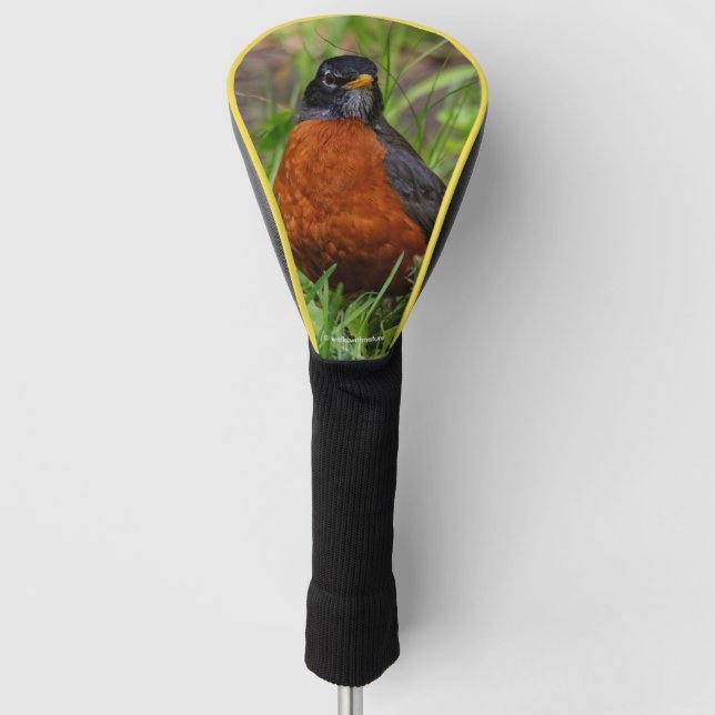 A Curious American Robin in the Grass Golf Head Cover (Front)