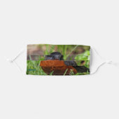 A Curious American Robin in the Long Grass Adult Cloth Face Mask (Front, Folded)