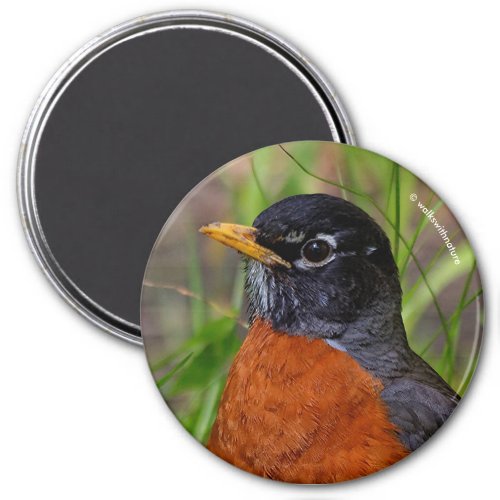 A Curious and Hopeful American Robin Magnet