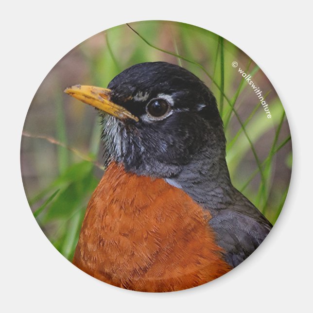 A Curious and Hopeful American Robin Magnet (Front)